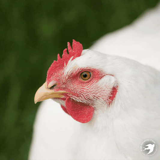 Are you concerned about bird flu?
