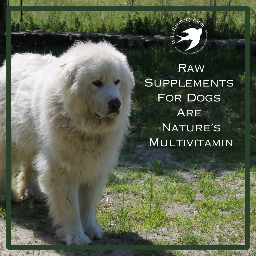 Raw Supplements For Dogs Wild Harmony Farm raw-supplements-for-dogs-wild-harmony-farm