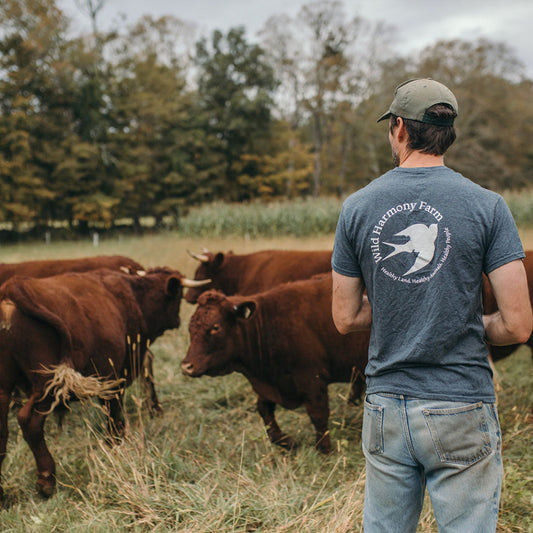 Ben's Cattle Sourcing Journey