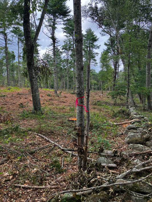 Here's why we're cutting down trees
