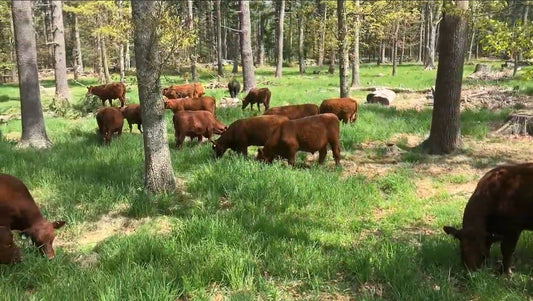 Volunteer workday event in the silvopasture at Wild Harmony Farm