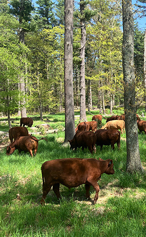 The power of biodiversity this MLK Day