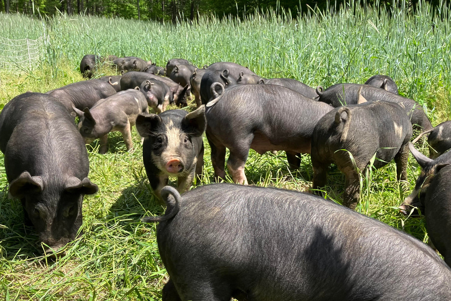 Group of pigs grazing in a grassy field with trees in the background